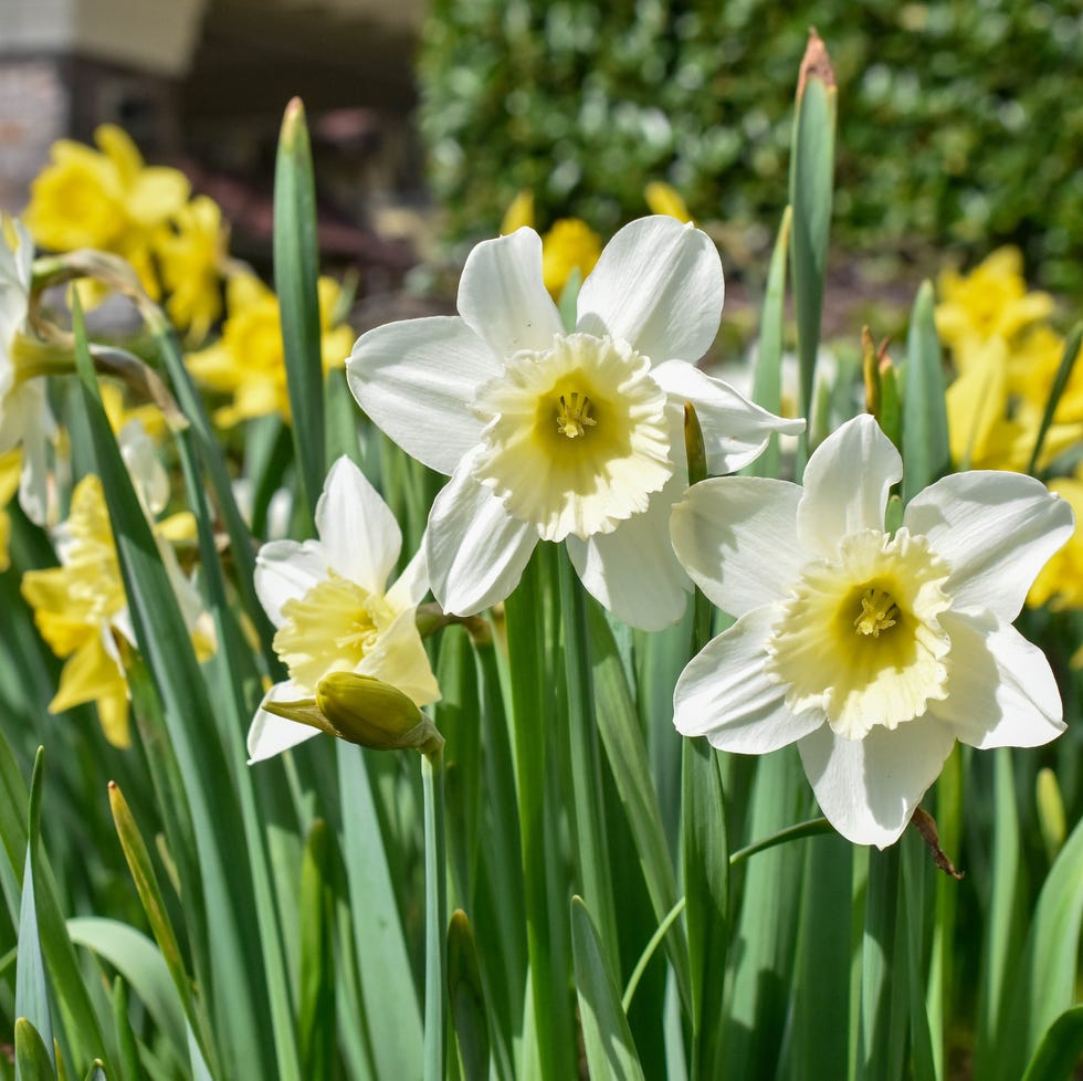 daffodils featuring white petals and yellow centers among green foliage