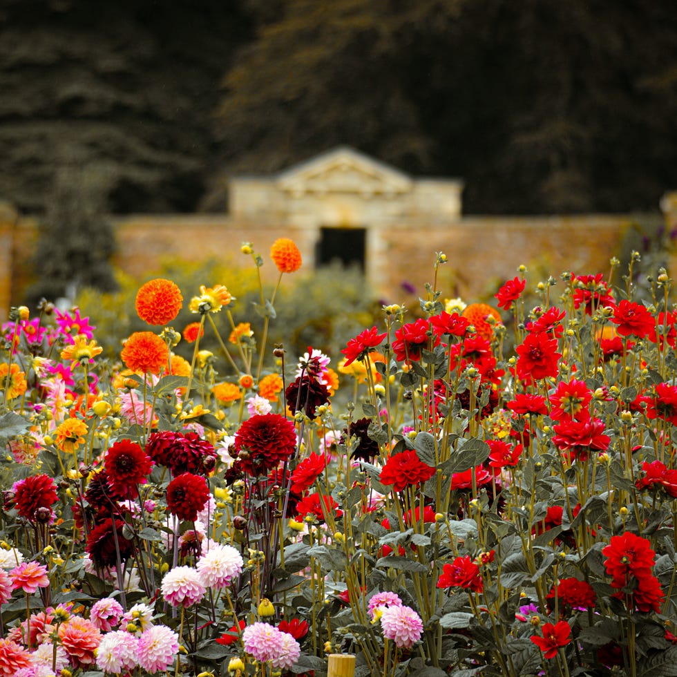 Dahlias Flowers different colours garden dahlias flowers different colours garden