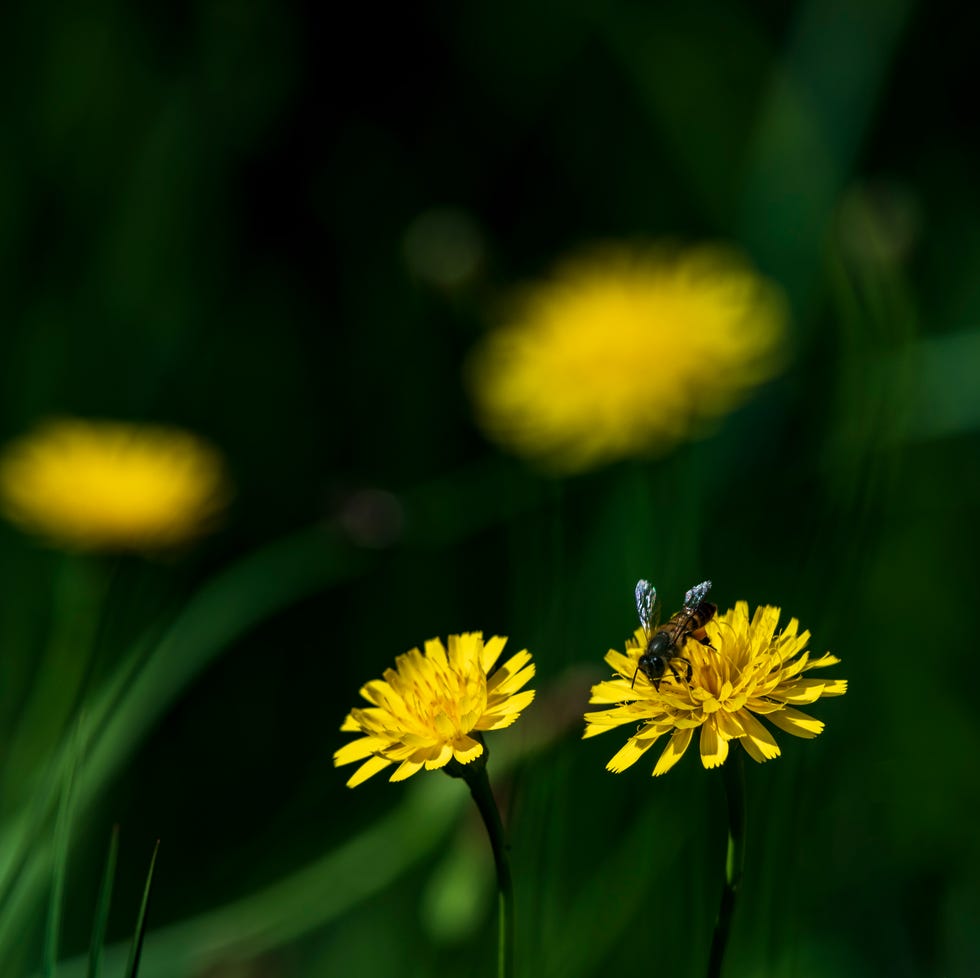 Bee on yellow flowers against a dark background bee on yellow flowers against a dark background