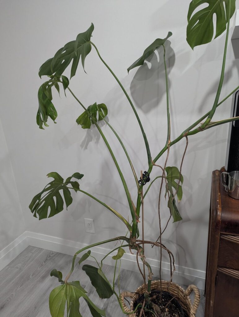 Need help with new monstera