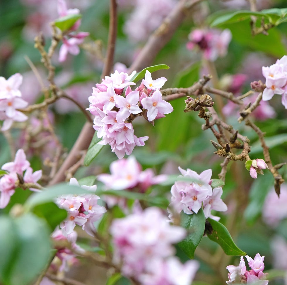 Plants that don't need pruning as much white and pink daphne bholua plant