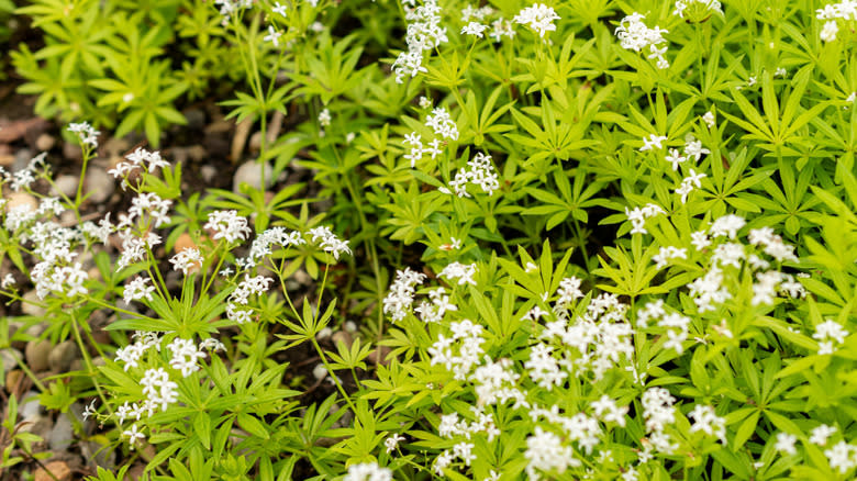 Sweet woodruff growing across ground.