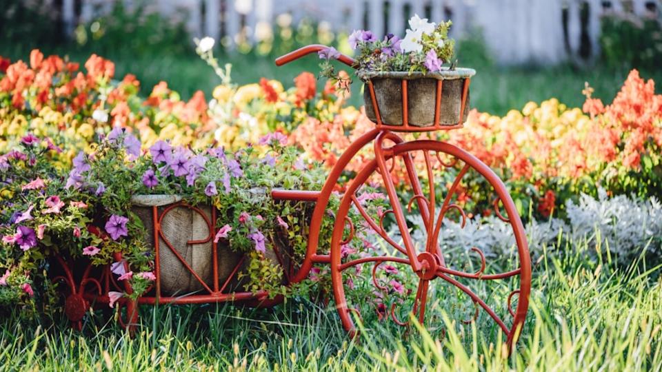 Decorative Retro Vintage Model Old Bicycle Equipped Basket Flowers Garden. Summer Flower Bed With Petunias.
