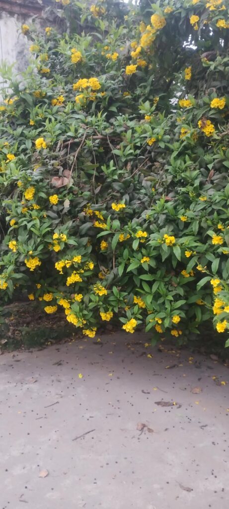 Nature’s beauty right outside my door