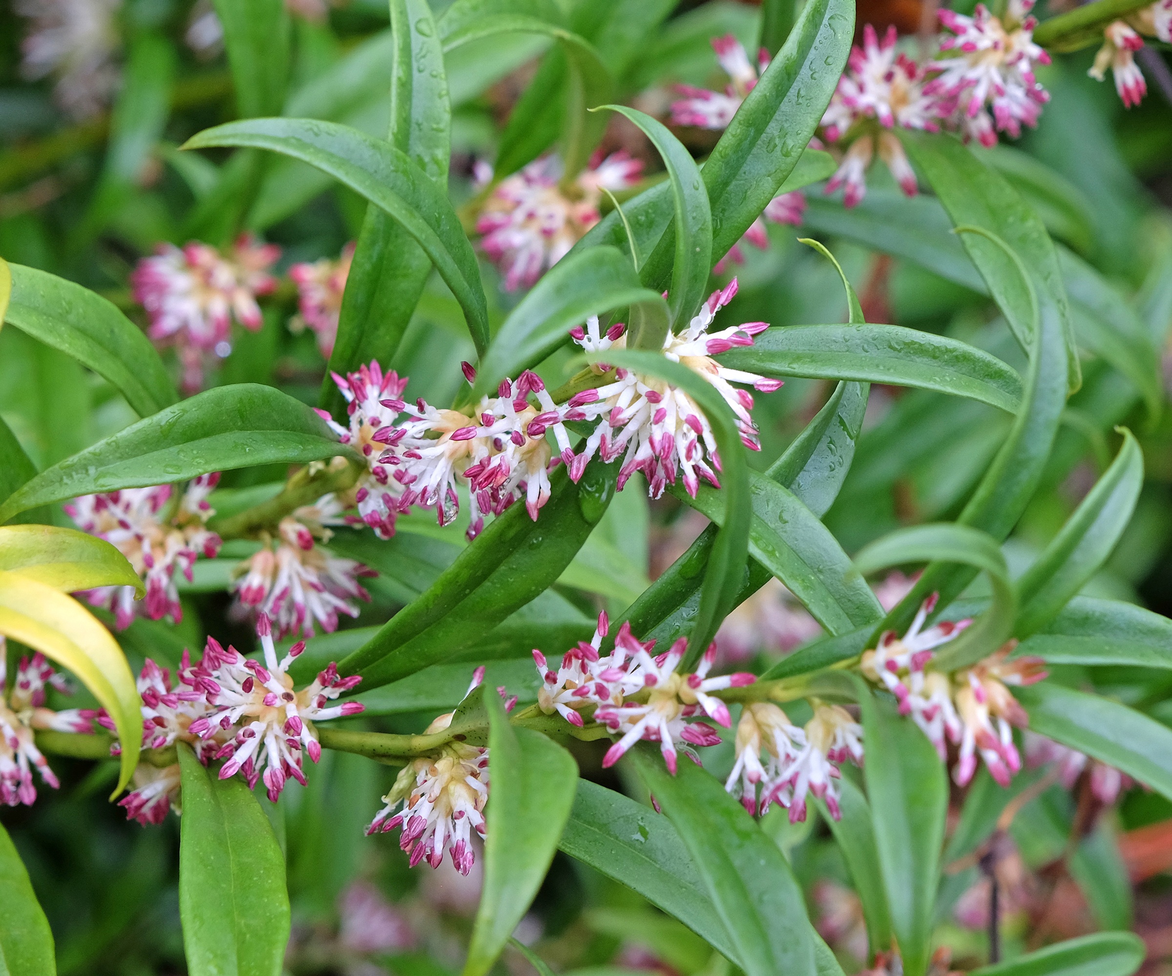 Sarcococca confusa