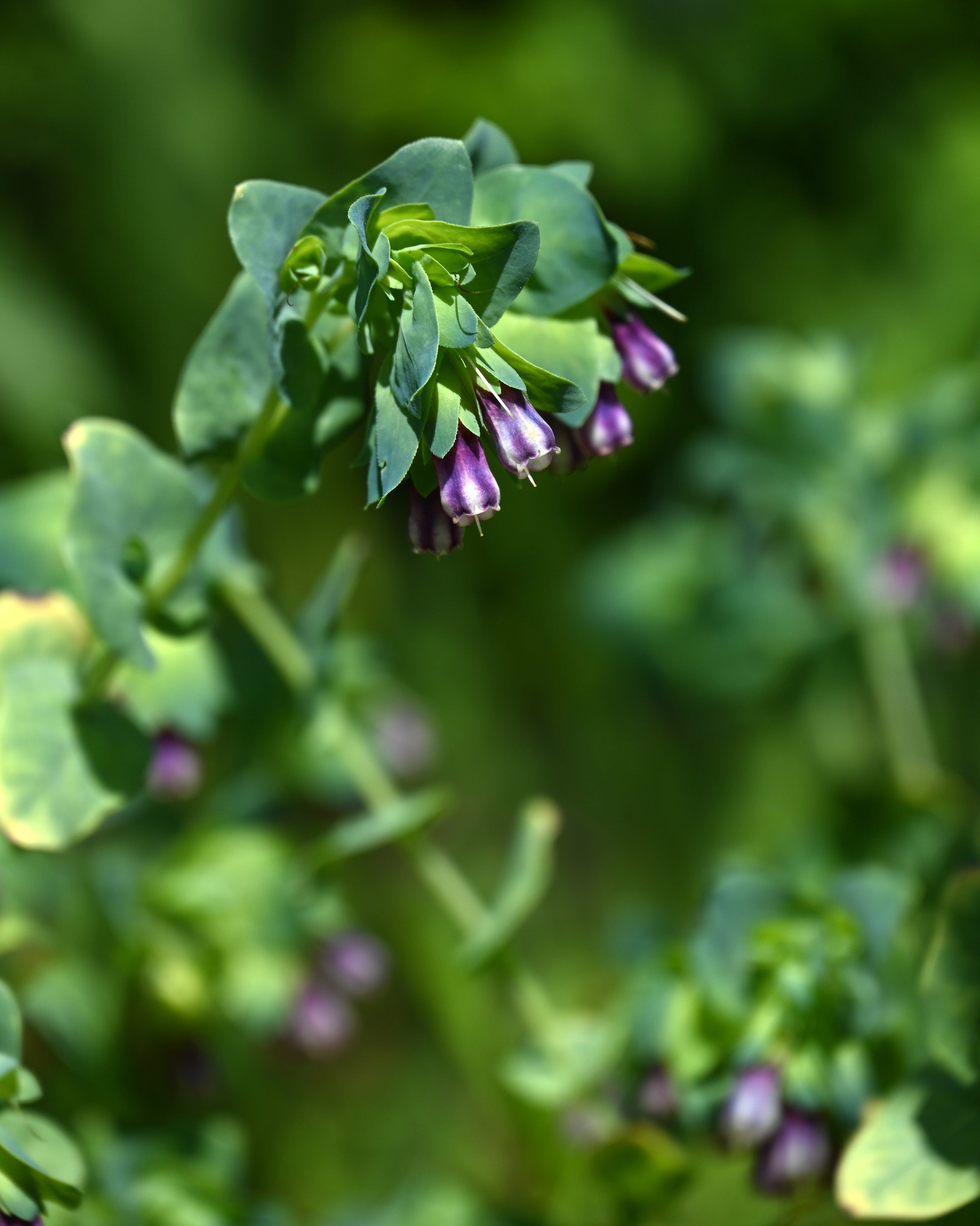 cerinthe major (honeywort) flowers