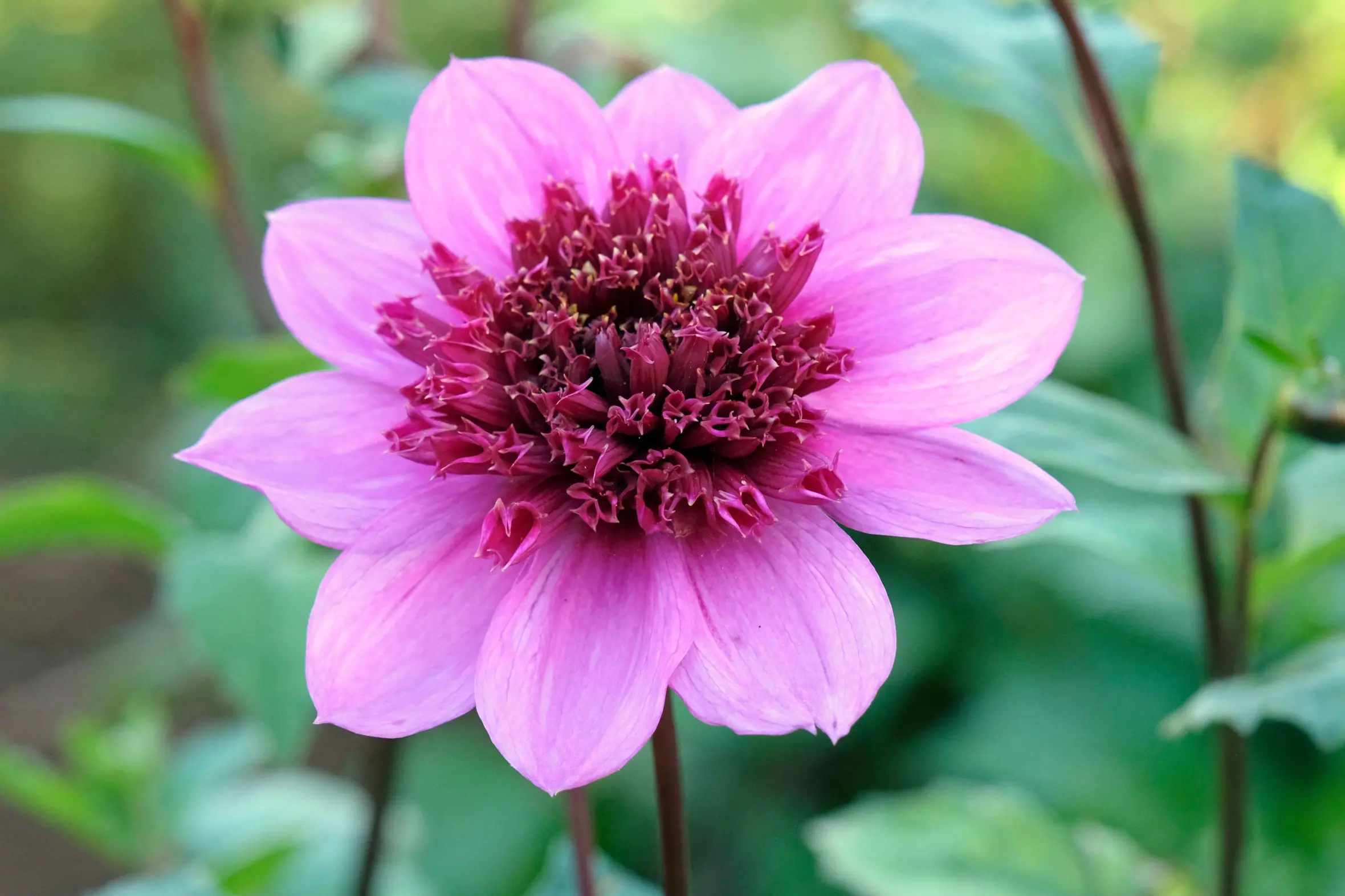 Purple Anemone Dahlia flower with outer pink petals and a reddish-purple center.