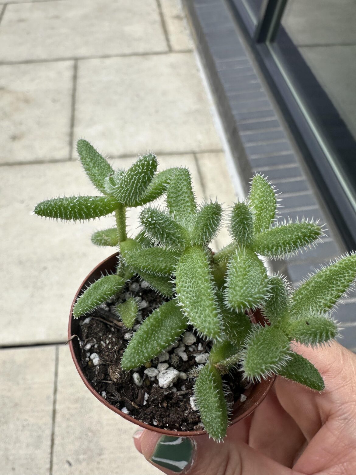 New fwend Pickle plant