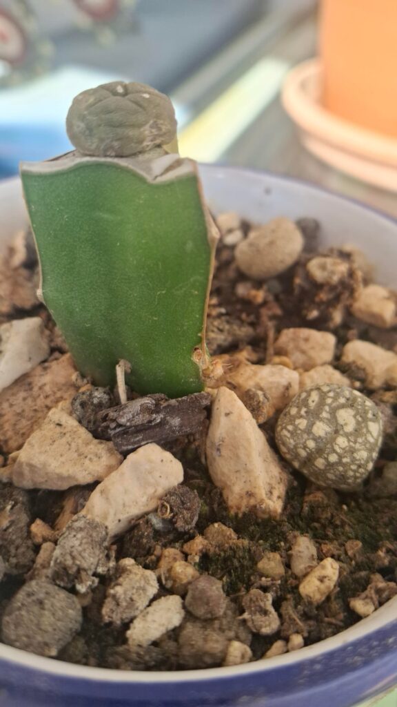 What to do regarding rootstock pups? What to do regarding rootstock pups?