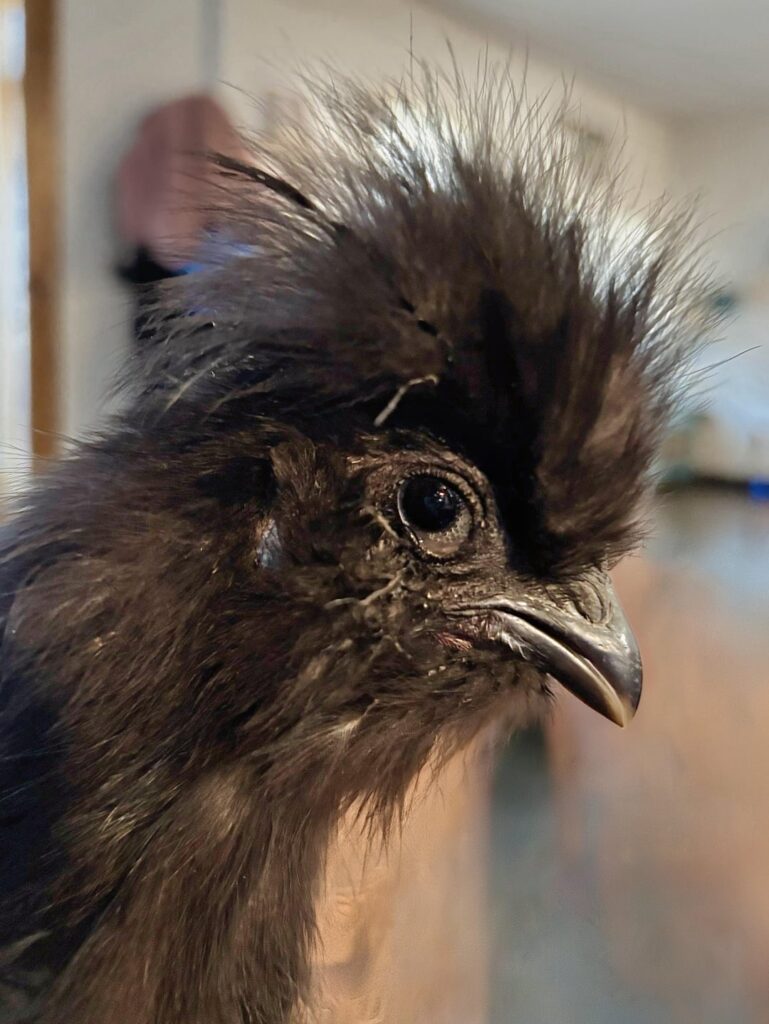 What is wrong with his eye