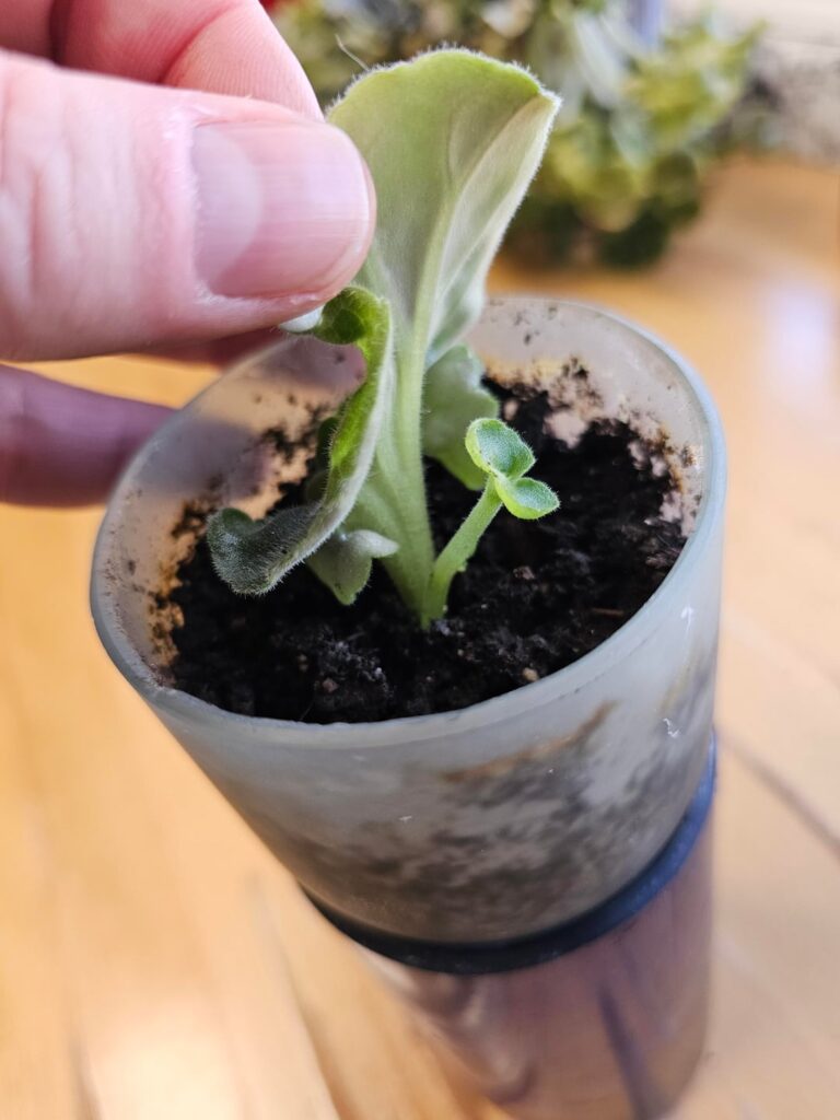 A new sprout - finally!