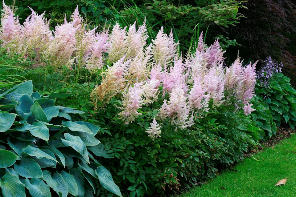 aiuola con astilbe e hosta