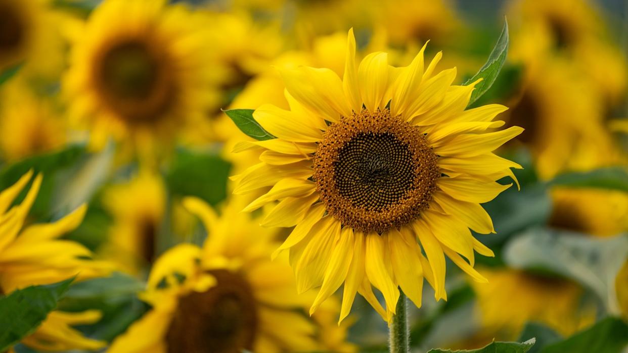 sunflower garden in Faridpur, Dhaka, Bangladesh