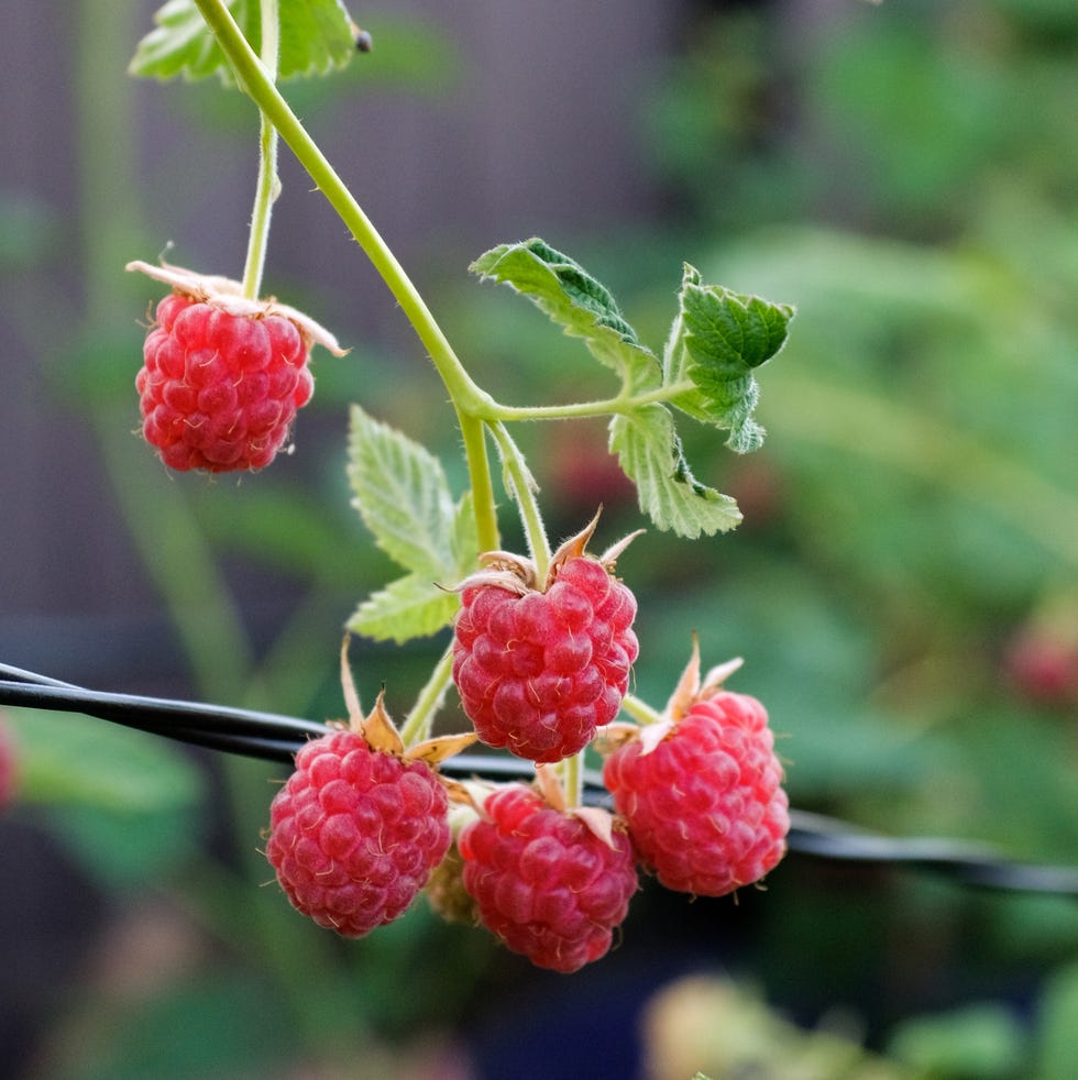 a bush of red ripe raspberries. a bush of red ripe raspberries. the berries are hanging on a branch. vegetarian, vegan, raw food and diet. food background. organic farm agricultural products. harvesting.