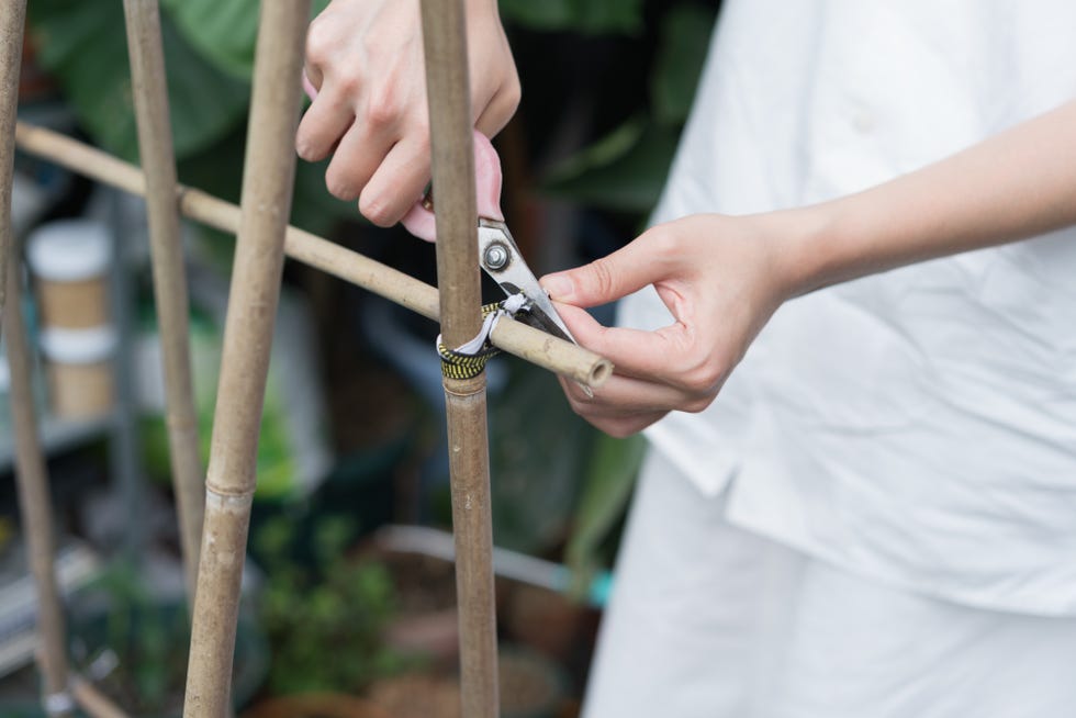 woman Build a Bamboo Trellis Tower for vegetables