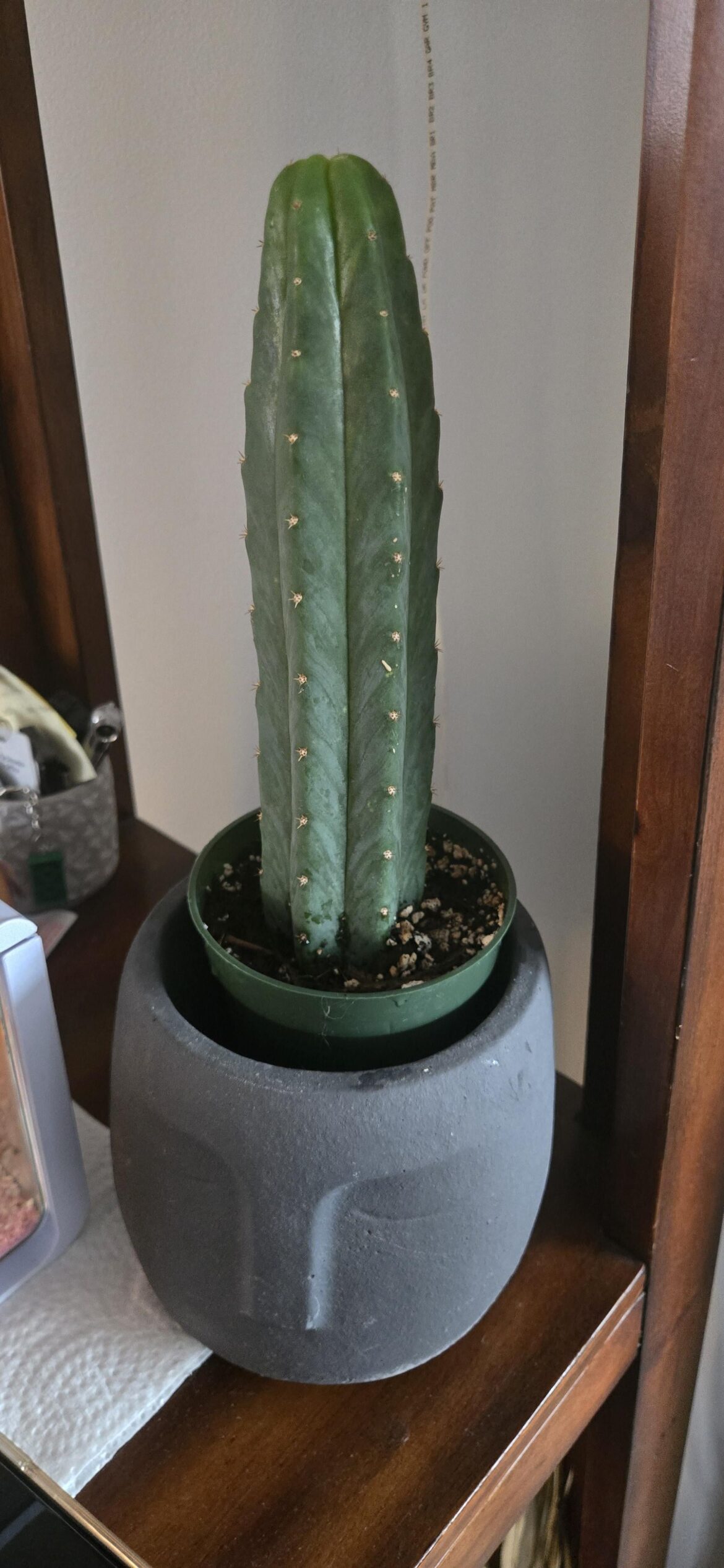 First cactus