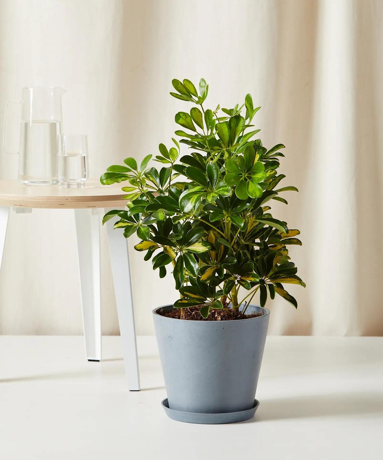 37 Low-Light Houseplants That THRIVE in Darkness