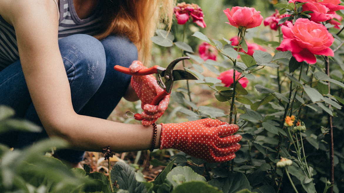 Getting into gardening this spring? 18 essentials plant pros recommend, starting at $5