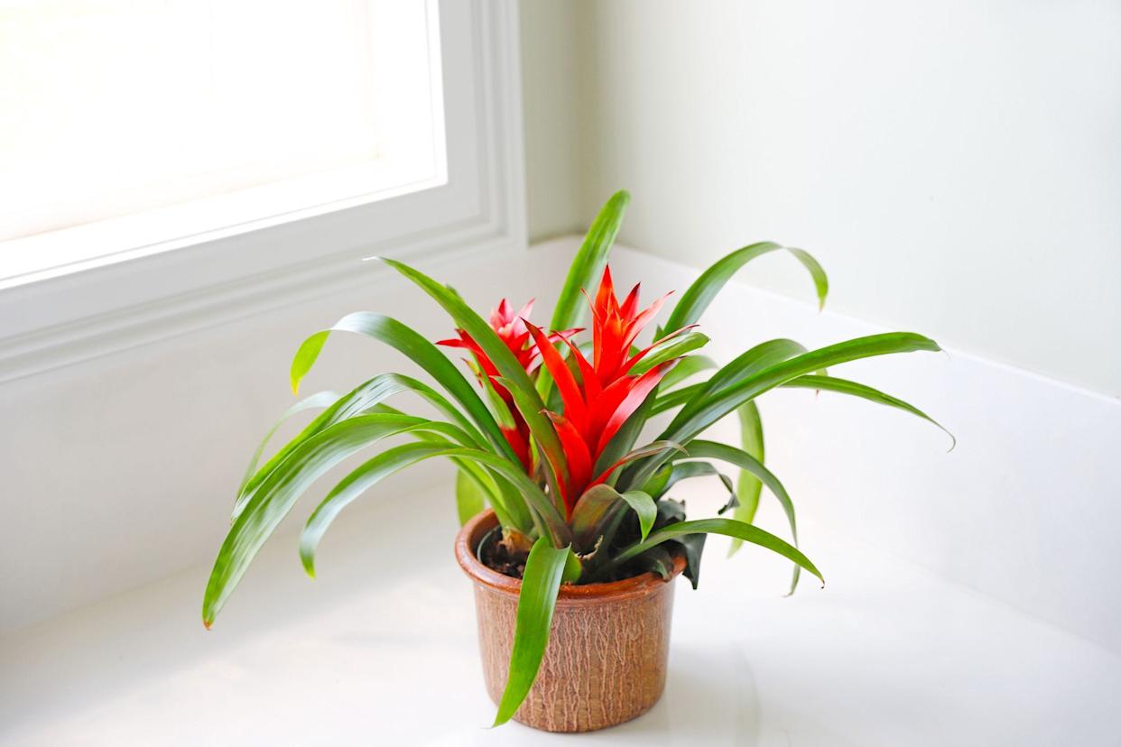 37 Low-Light Houseplants That THRIVE in Darkness