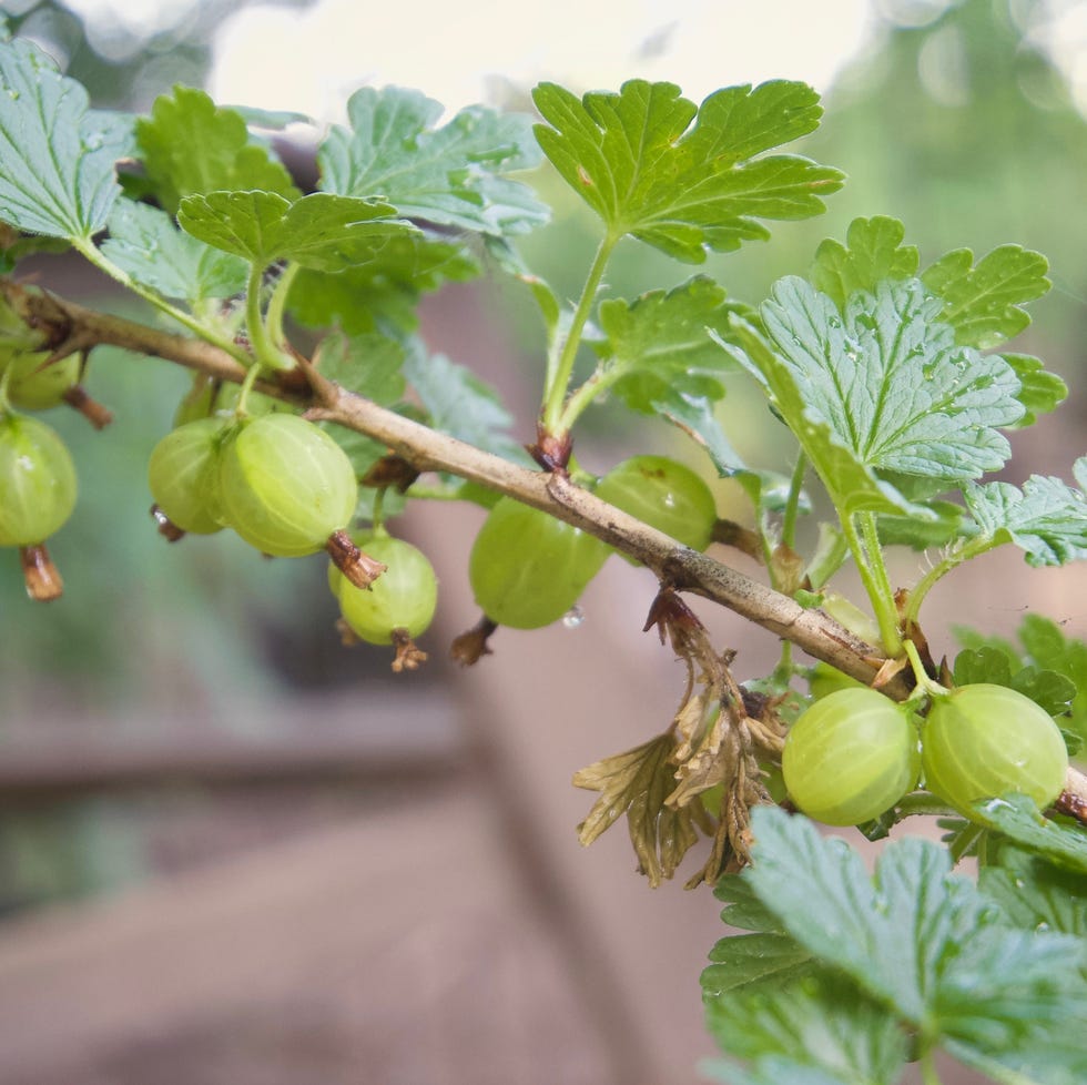 close up of gooseberries hanging on plant close up of gooseberries hanging on plant