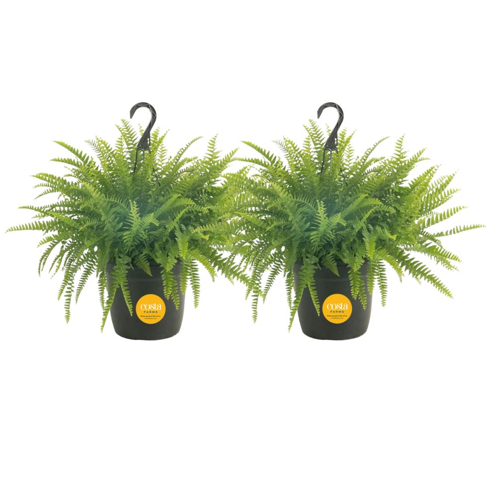 Costa Farms Ferns Costa Farms Ferns