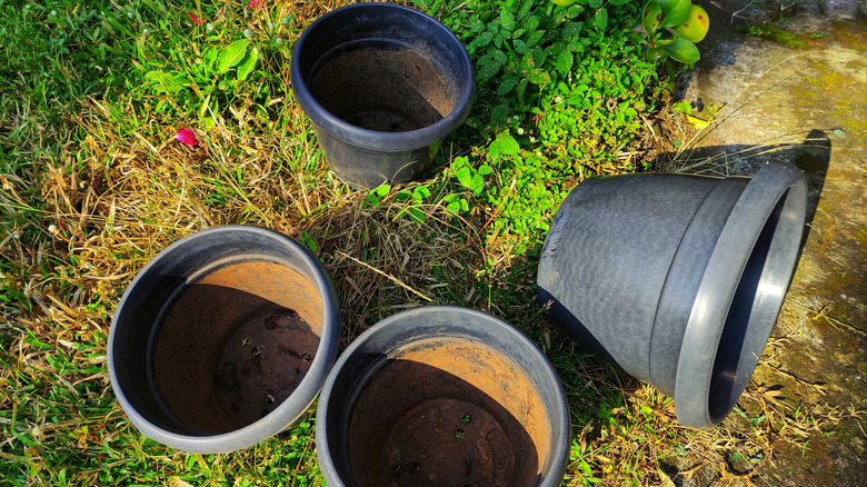 Old black plastic flower pots lying haphazardly in a garden bed next to a concrete patio or path.
