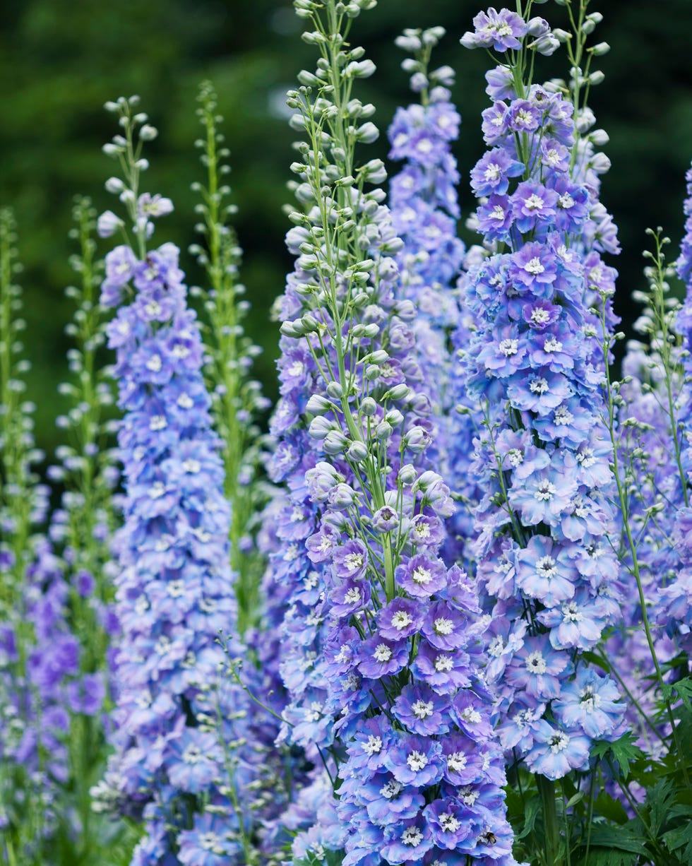 Delphinium flower delphinium flower