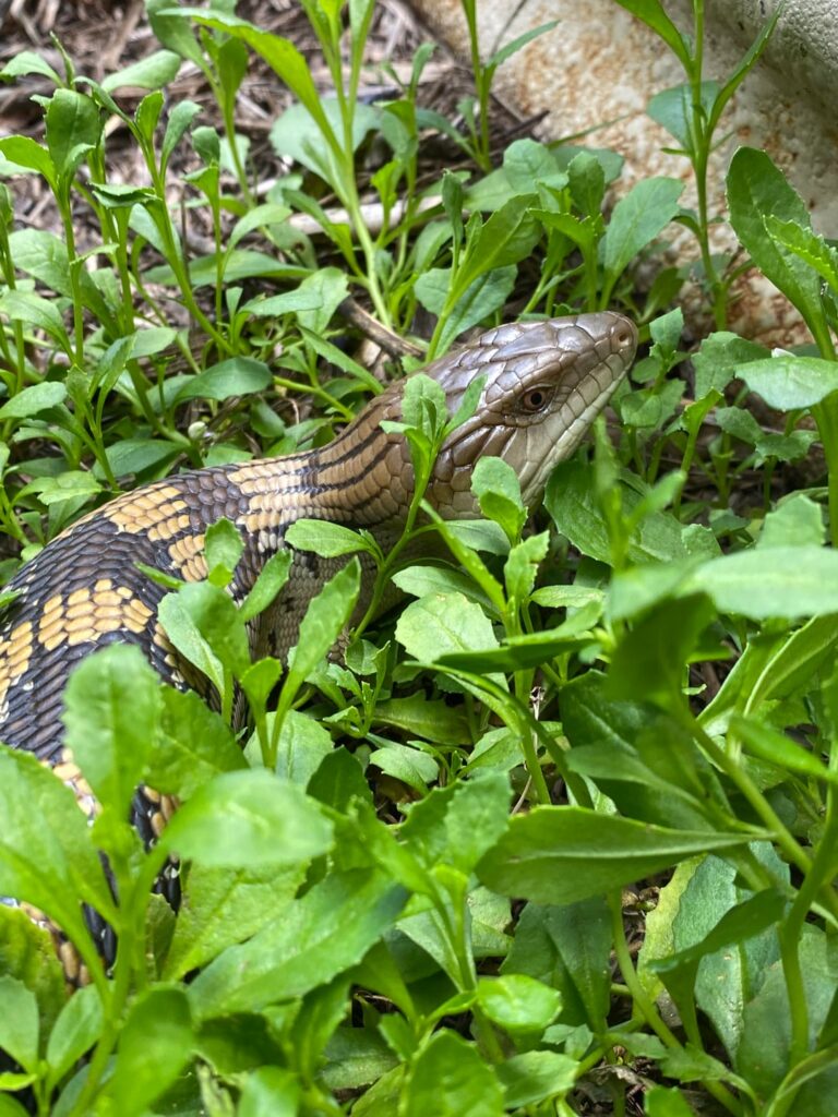 A blue tongue lizard enjoying my scaevola (QLD, Australia)