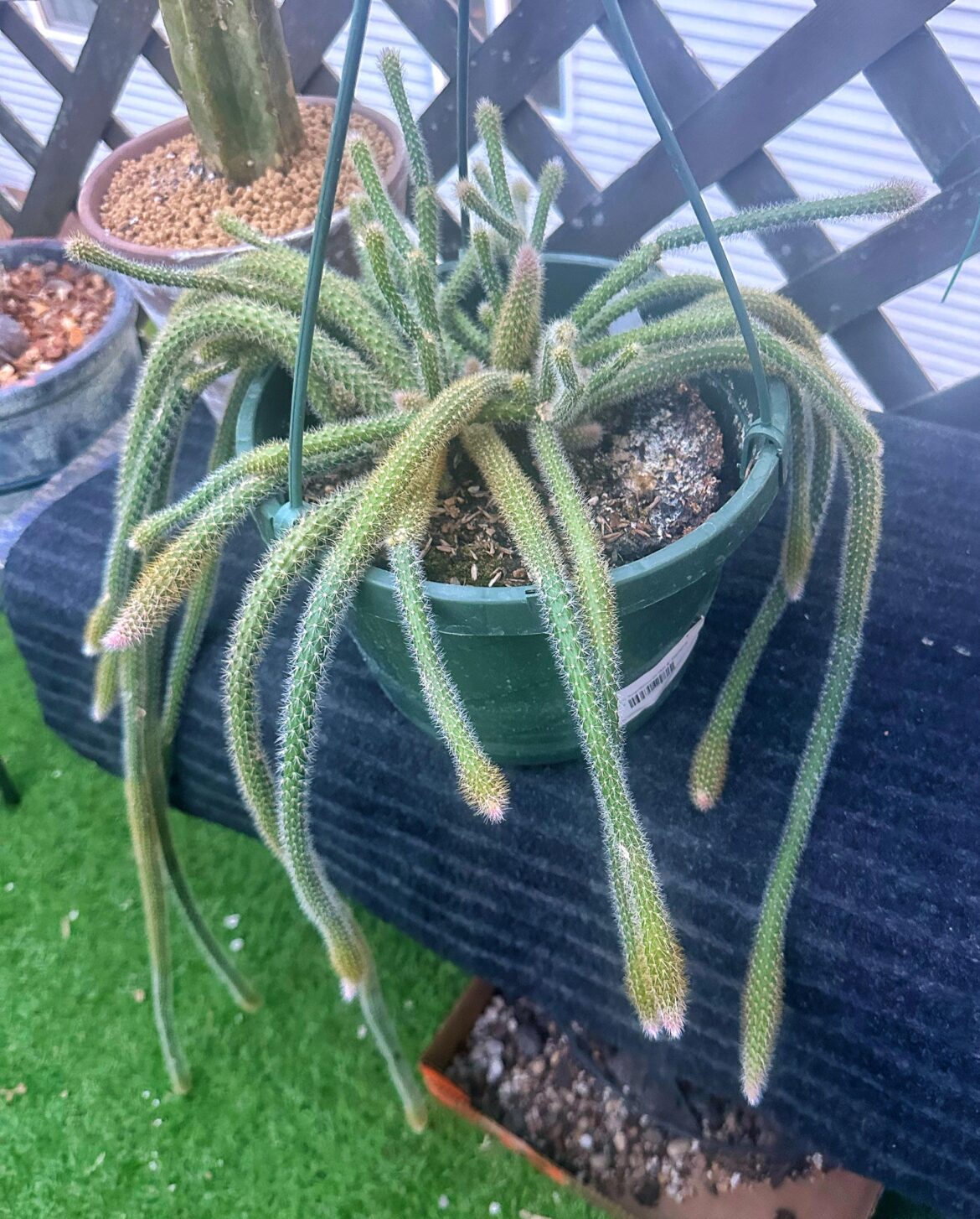Rat-tailed Cactus