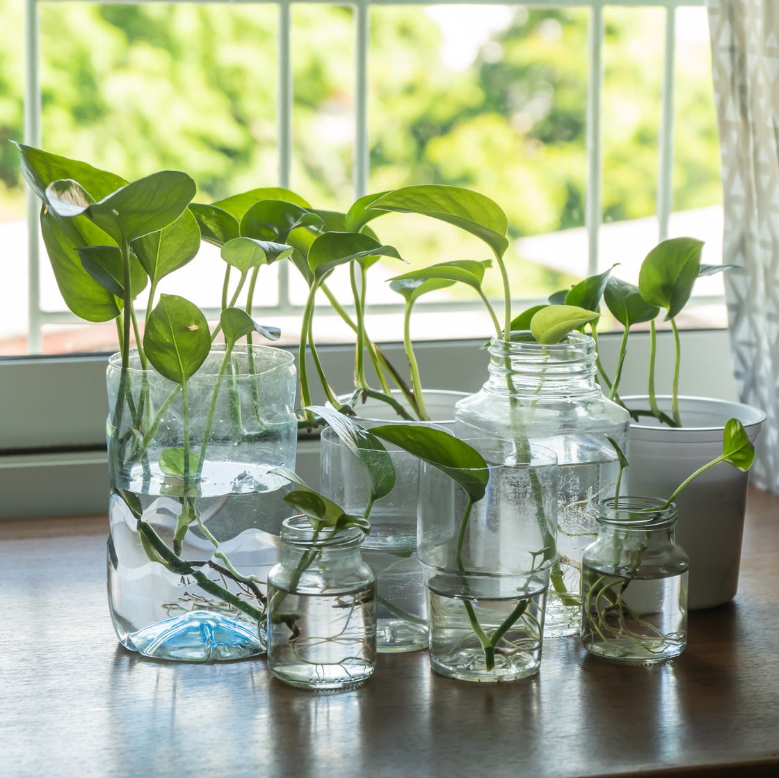 plants that grow from cuttings plants growing from cuttings in jars of water in a window