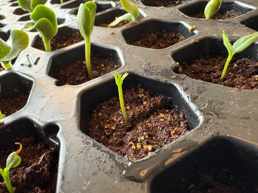 Jerk… I mean cat.. ate the cotyledons off my bell pepper seedling. It has true leaves already starting to form. Will it survive?