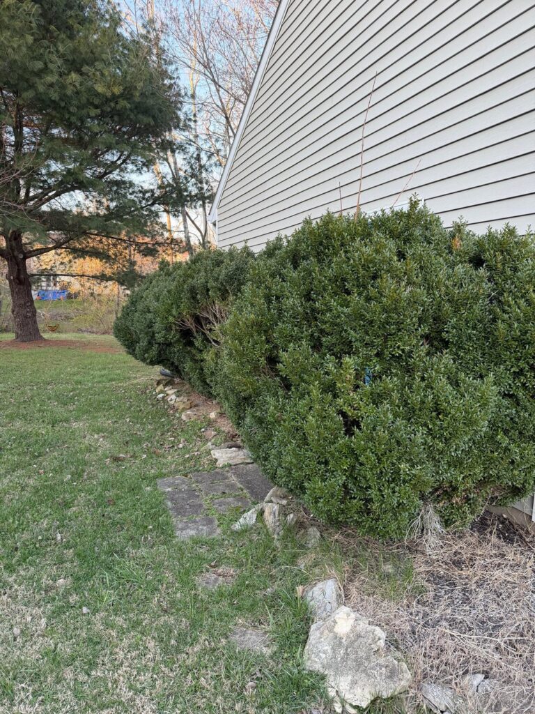 Boxwood Help