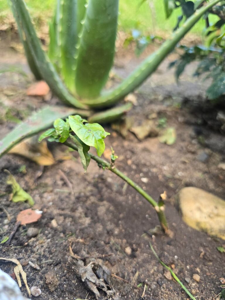 Can anyone help me to ID this young fella?