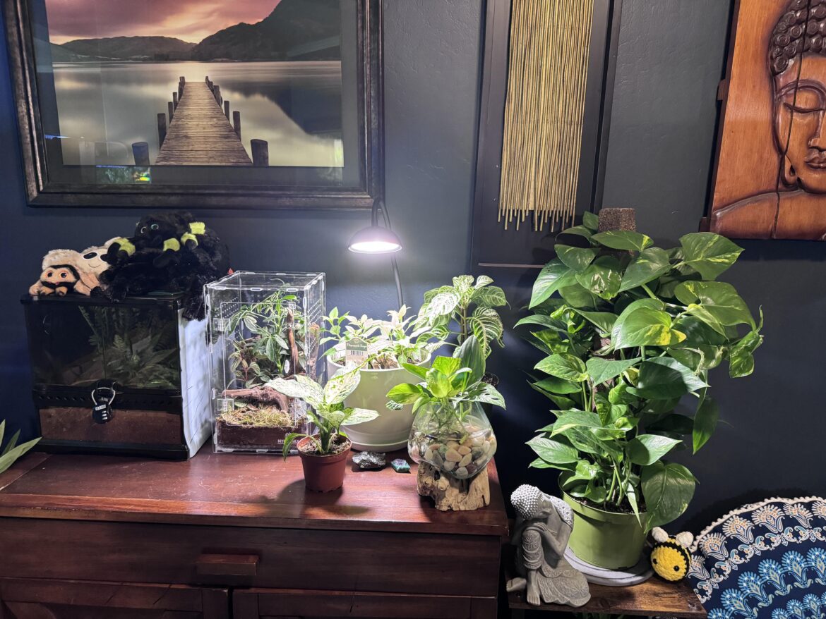 Giant Hawaiian pothos