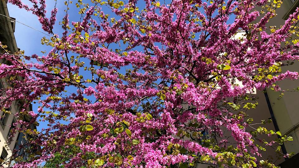Redbud trees outside of a home