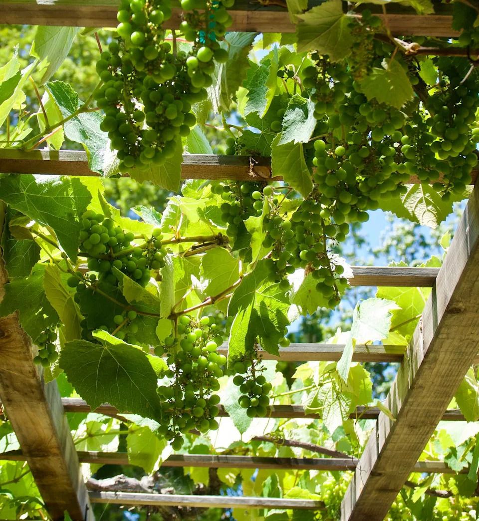 redwood trellis with chardonnay grapevine growing overhead
