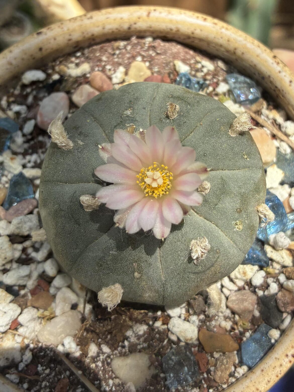 First flower of the Spring 🌸