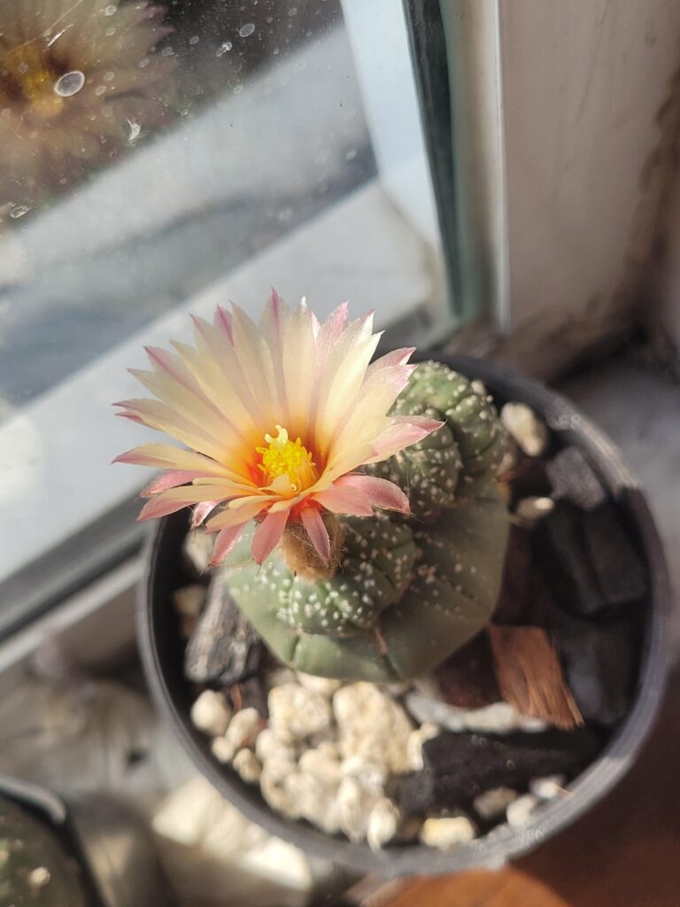 Astrophytum Bloom