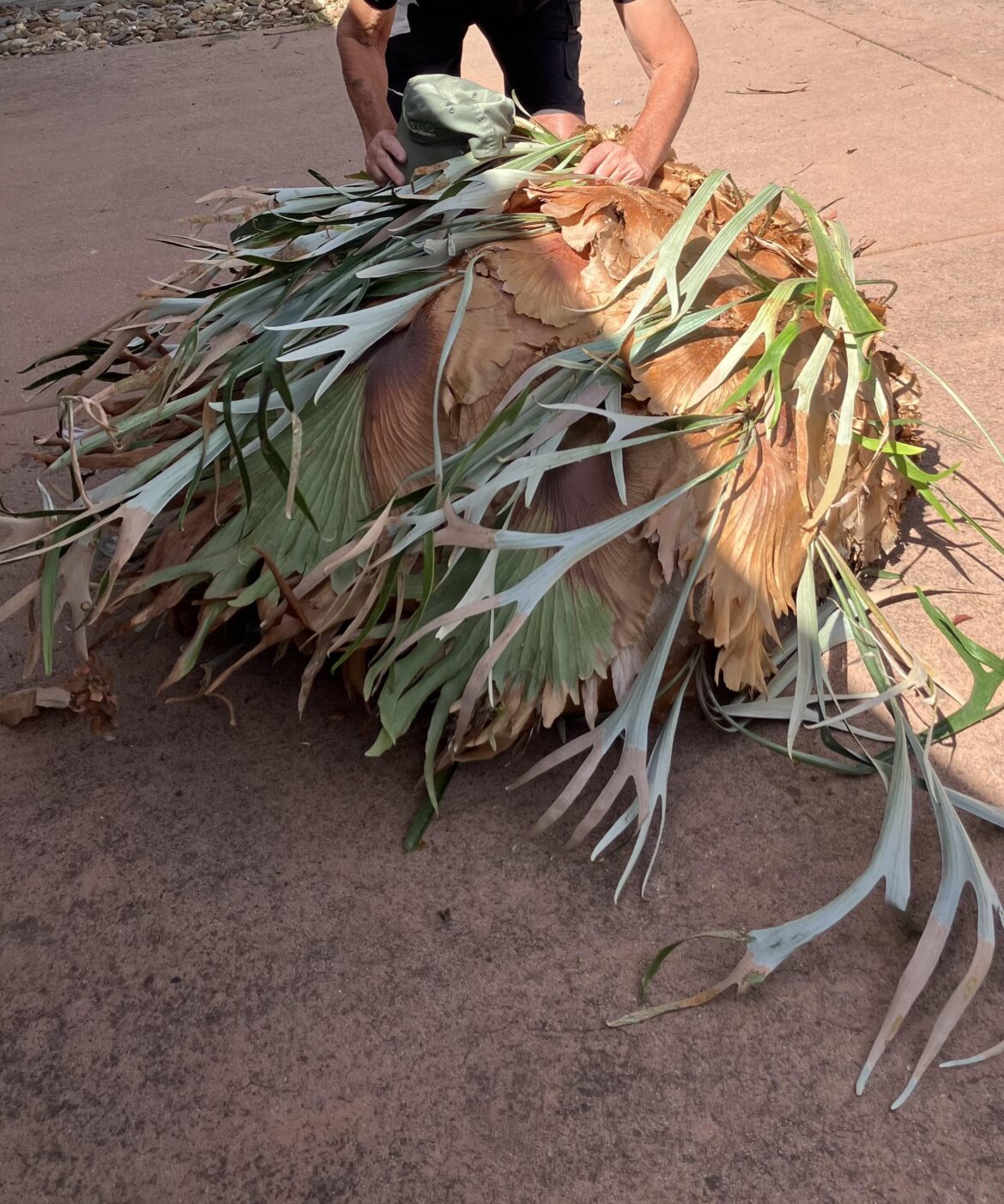 Staghorn fern mounting