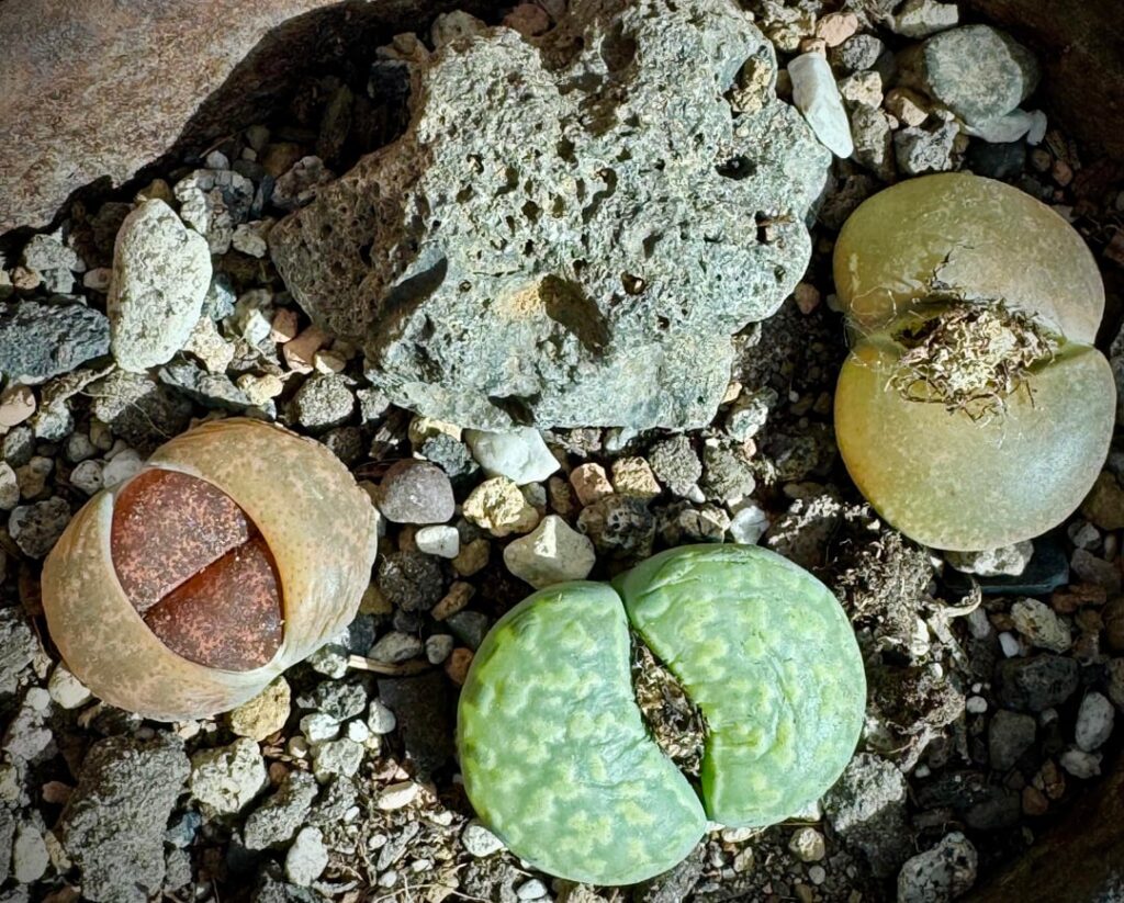 Whilst my conos are getting sleepy, the Lithops are consuming themselves