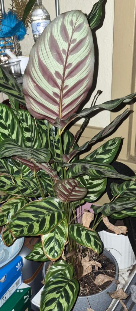 Peacock or prayer plant 🪴?