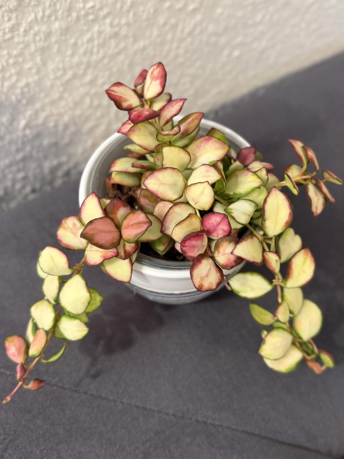 Ladies and Gentlemen Hoya heuschkeliana 'Variegata 😍