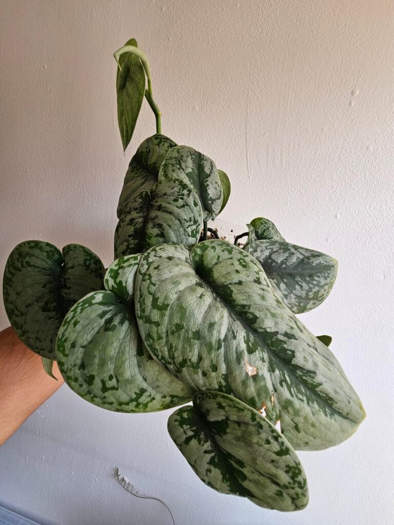 What do you think about my Scindapsus Exotica