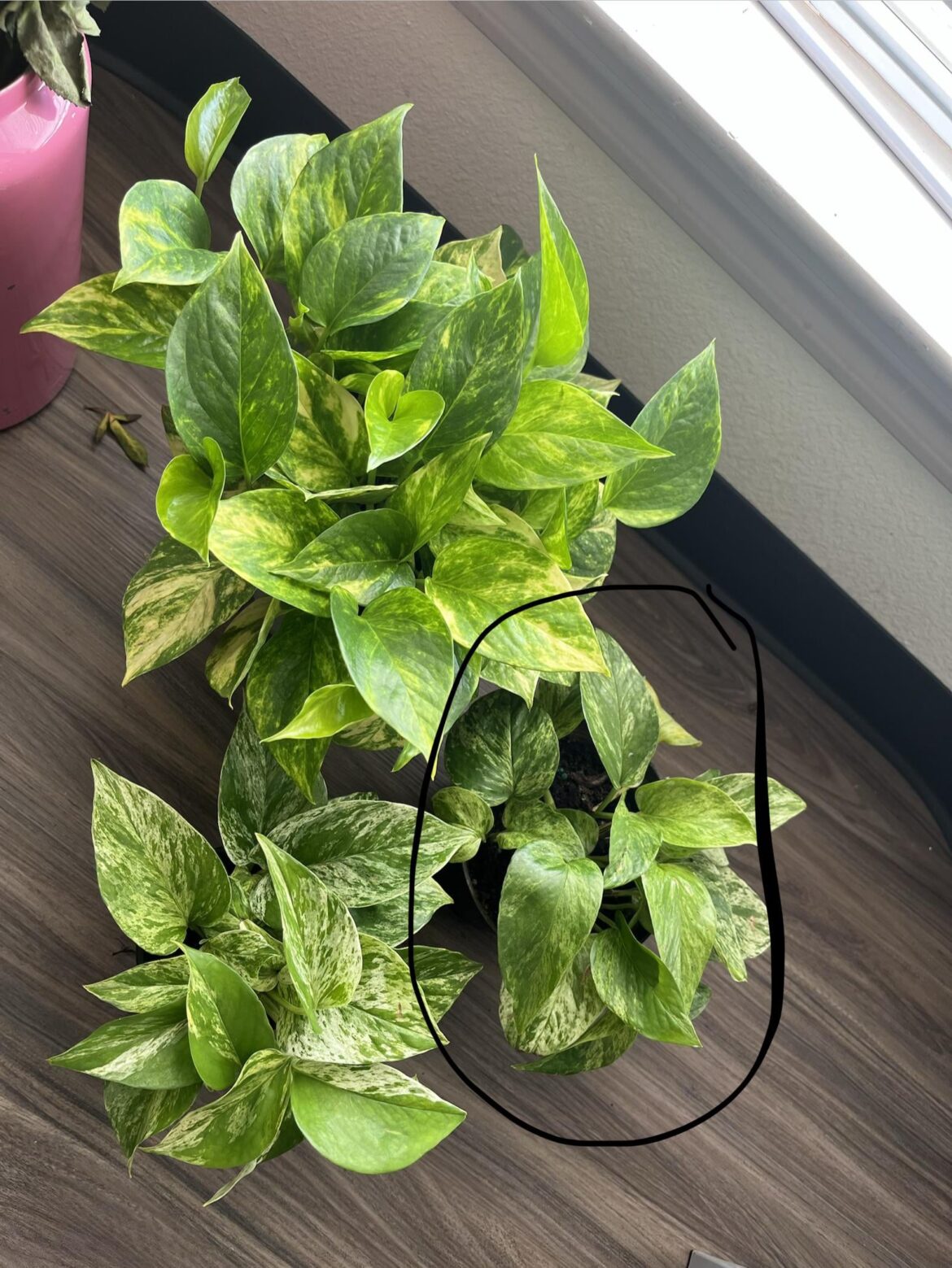 How to get bushier plants