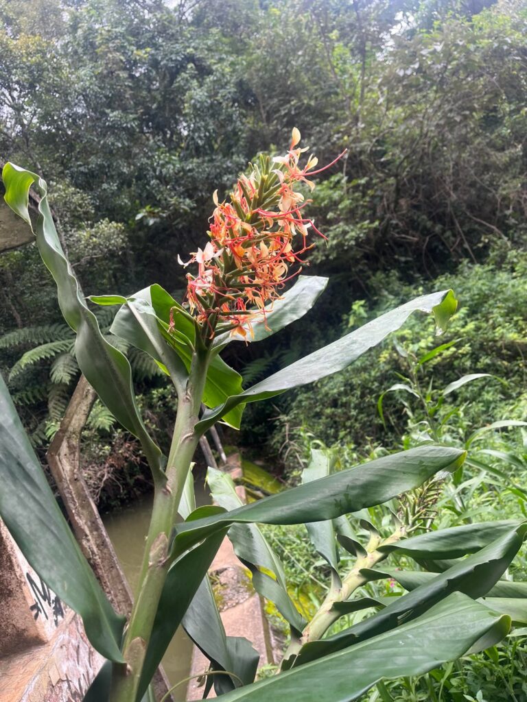 Can i eat this plant?