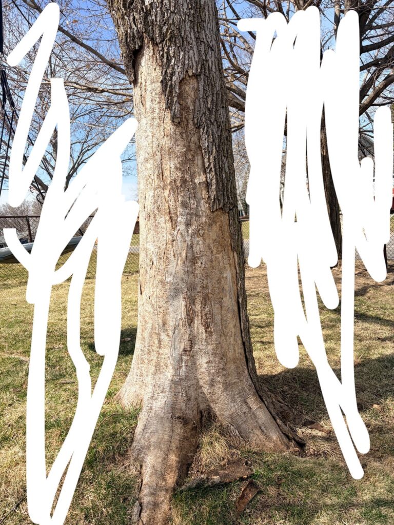 What's wrong with this tree? Can I fix it?