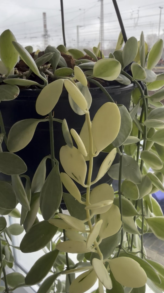 Dischidia oiantha 'Variegata' (White Diamond)