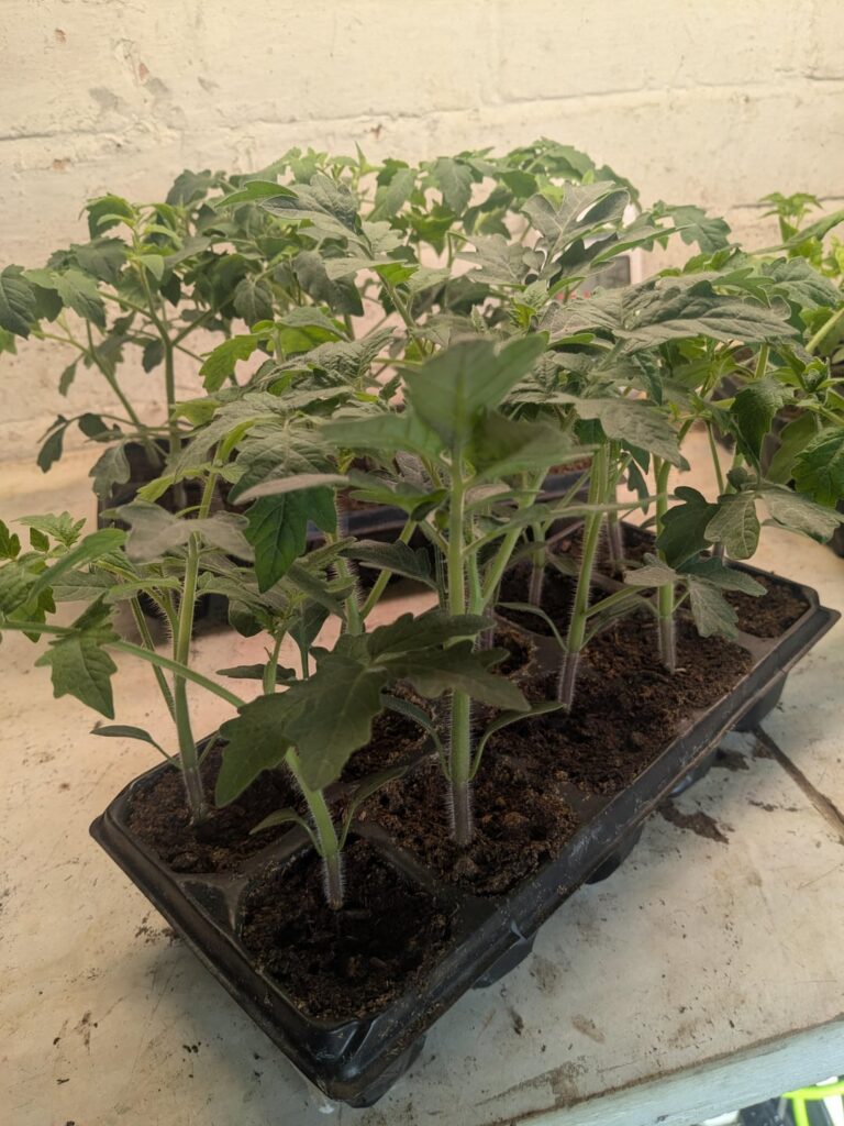 Tomatoes coming alone great sowed 3 weeks ago grown under a spider farm 600 grow light