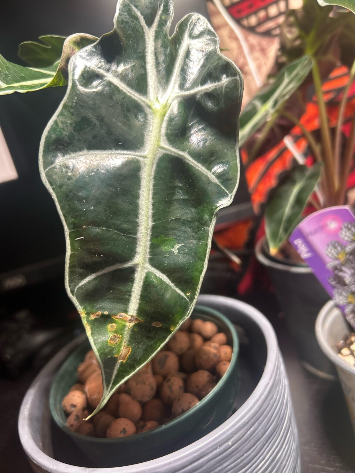 Could this show up more on future leaves?