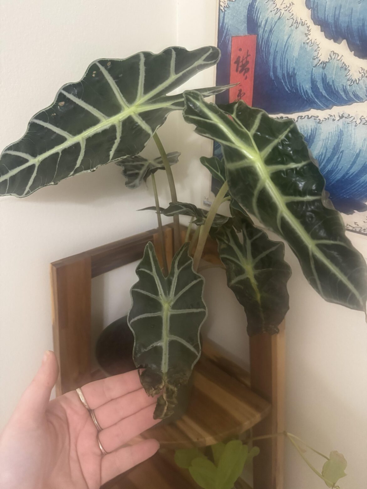 Got this Alocasia on clearance Got this Alocasia on clearance